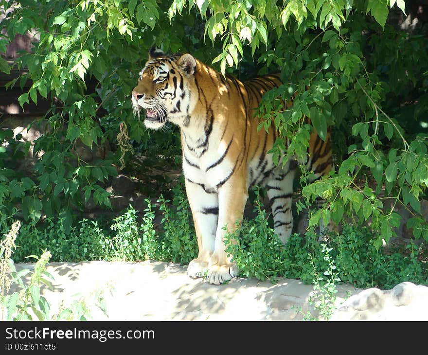 Amur tiger Panthera tigris altaica the largest of tigers