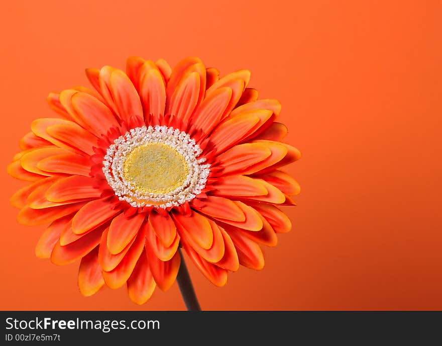 Orange flower on orange background