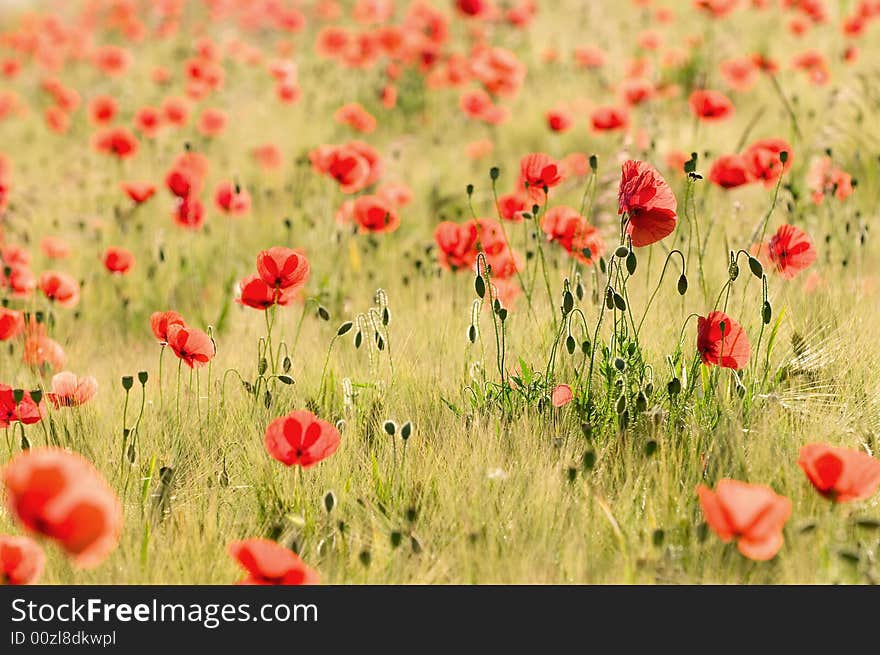 Corn and poppies like on a painting oh claude monet. Corn and poppies like on a painting oh claude monet