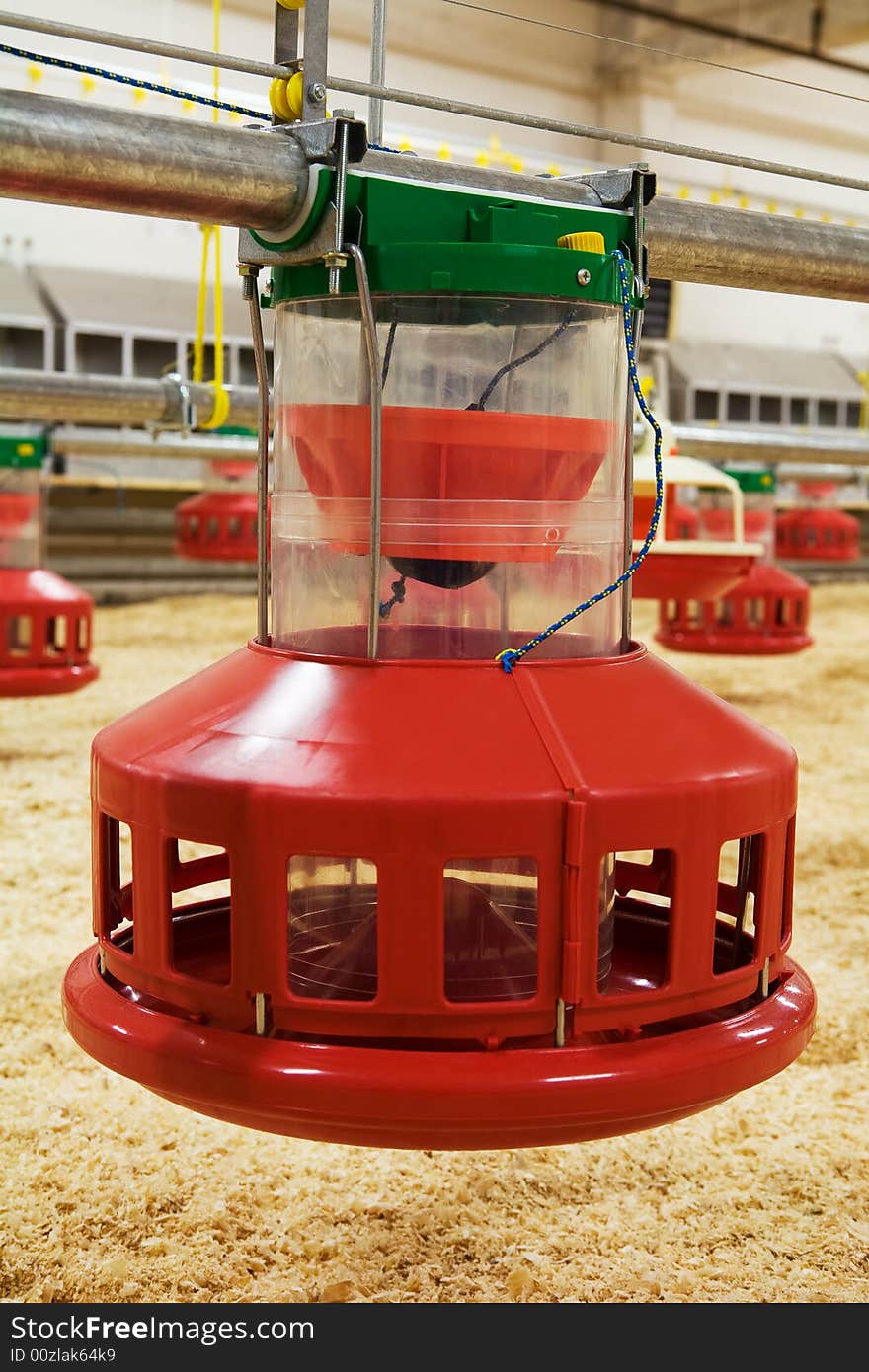 Automatic feeding trough on a modern integrated poultry farm