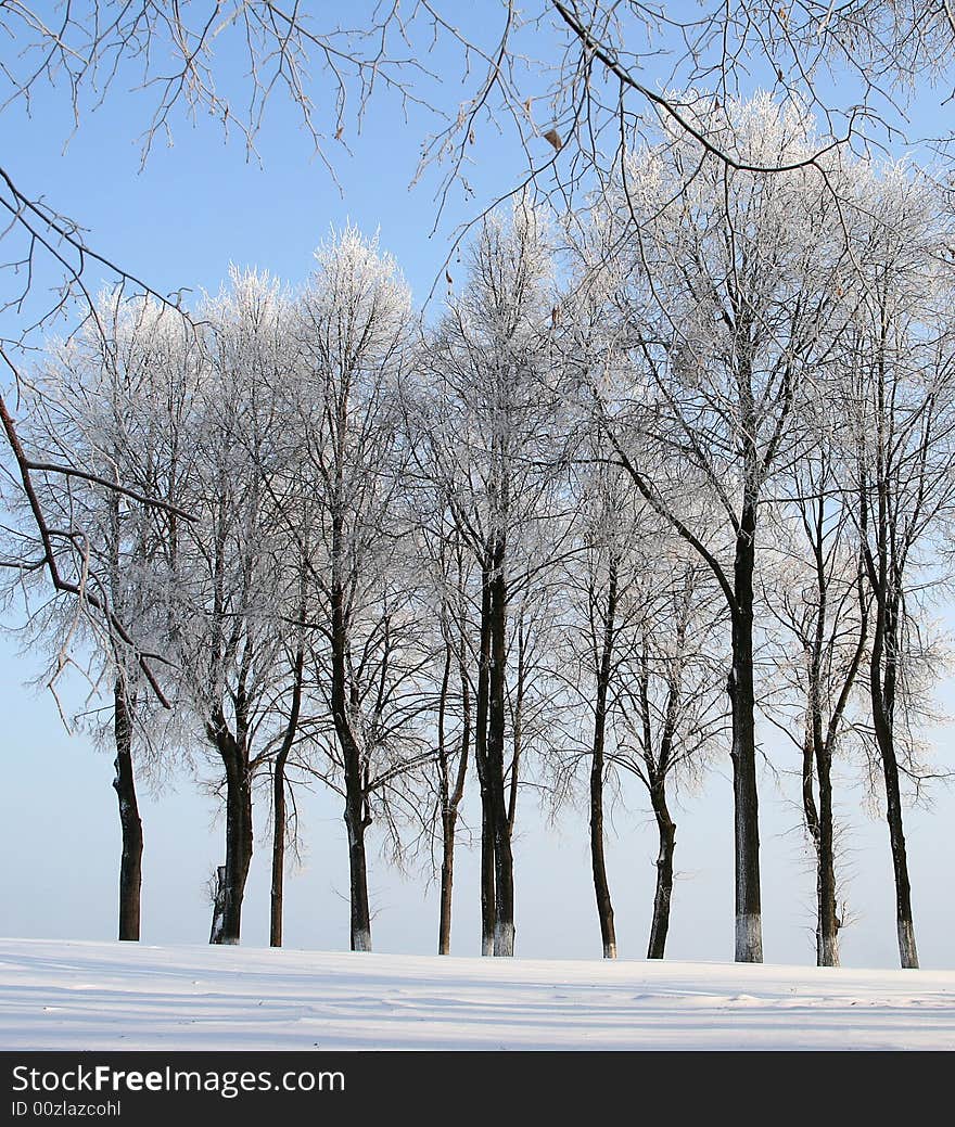 Black and white trees and blue sky. Black and white trees and blue sky.