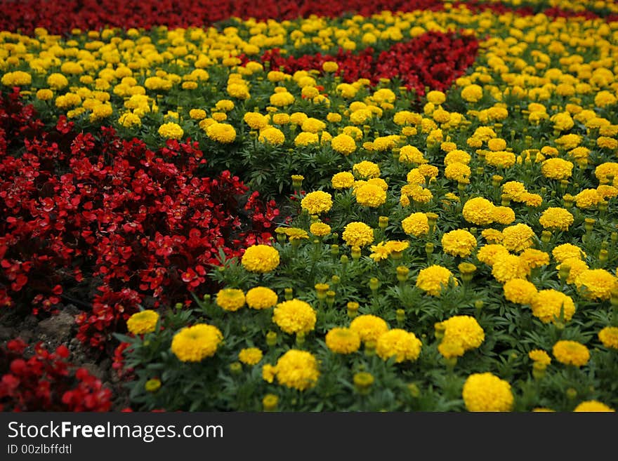 Flowers field in the sun. Flowers field in the sun