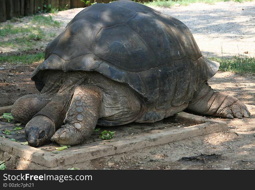 A view of a big turtle