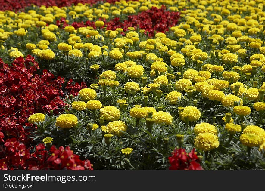 Flowers field in the sun. Flowers field in the sun