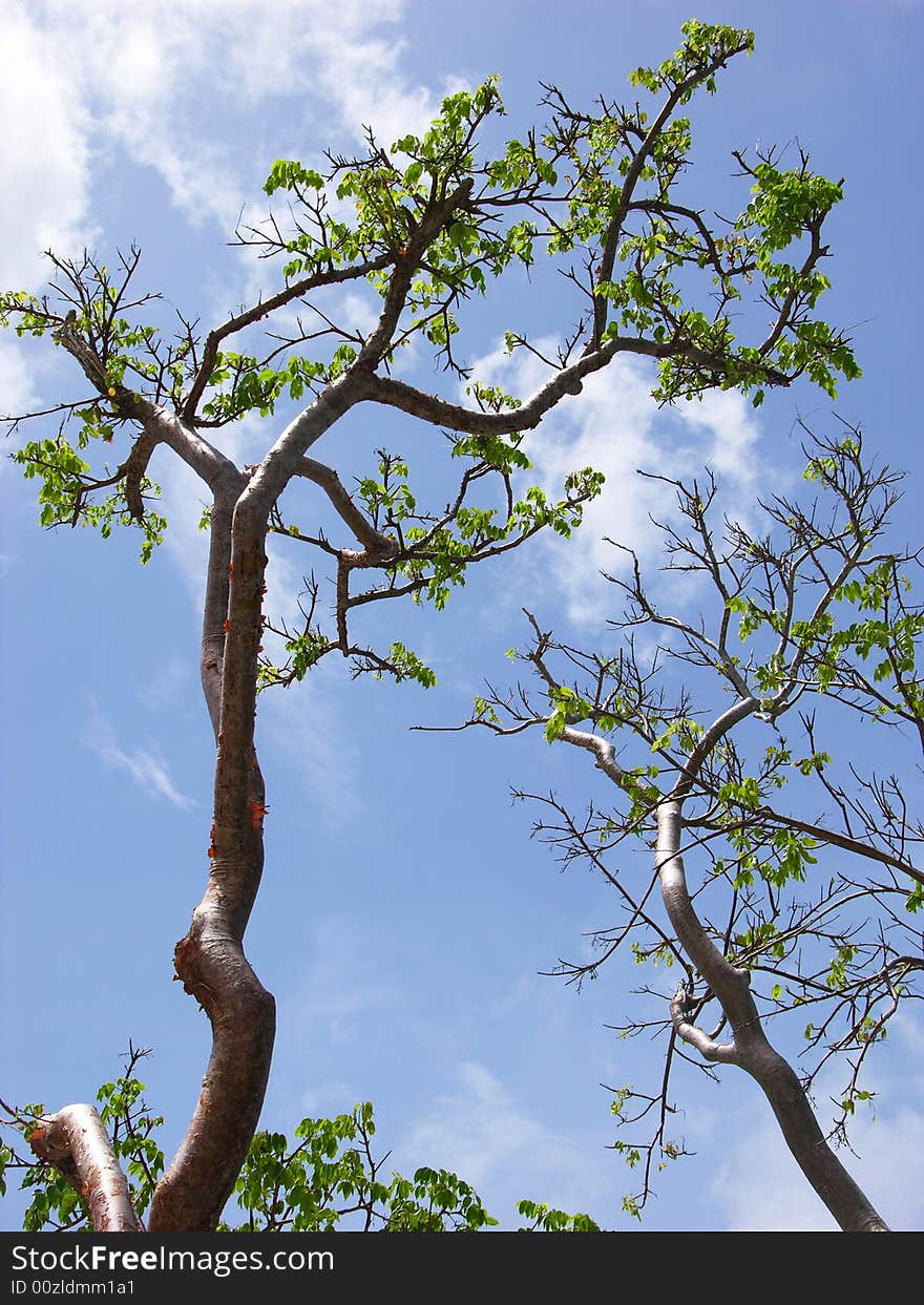 Trees With Clouds