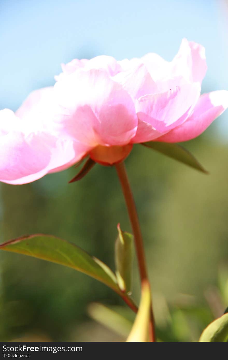 Pink Peony