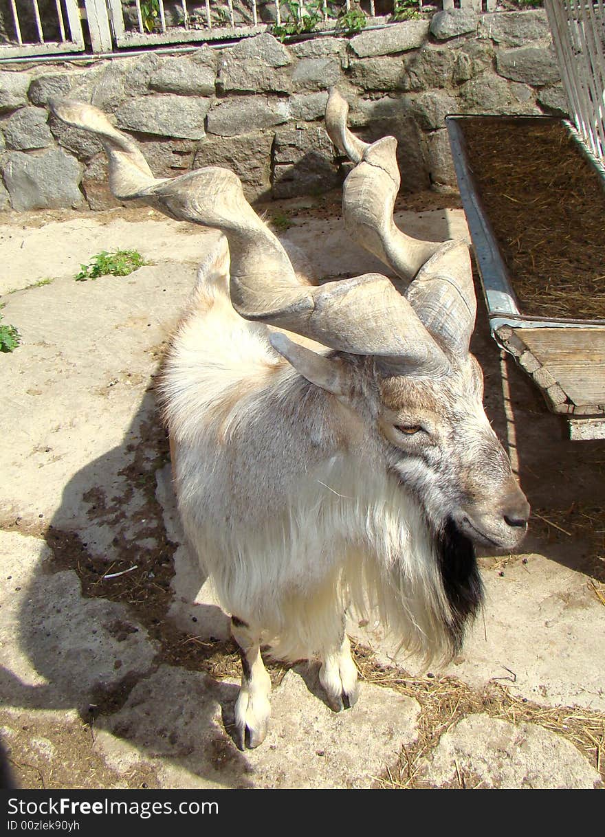 Goat with twisted horns Capra falconeri