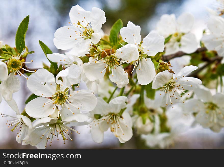 Apple flowers