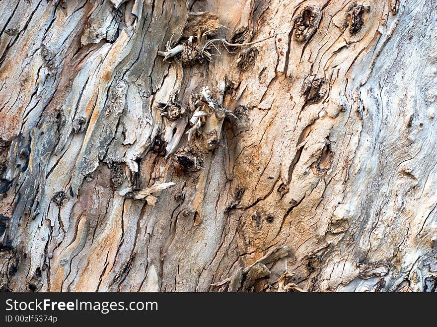 Bark of the old eucalyptus