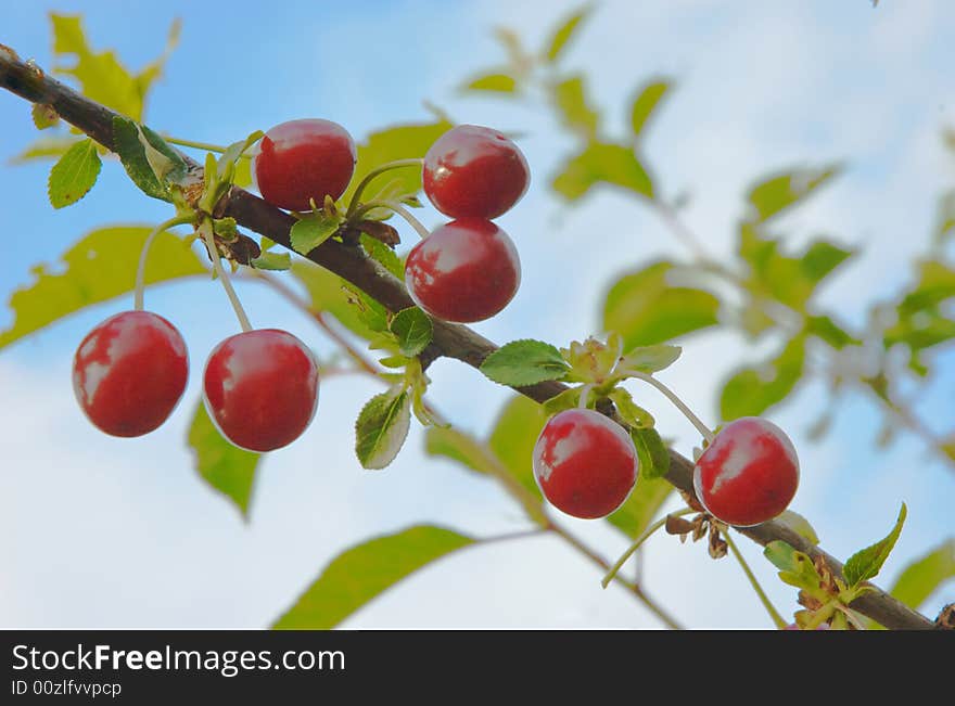 Fantastic cherryies on background of blue sky. Fantastic cherryies on background of blue sky