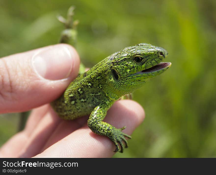 Green izard in man's hand. Green izard in man's hand