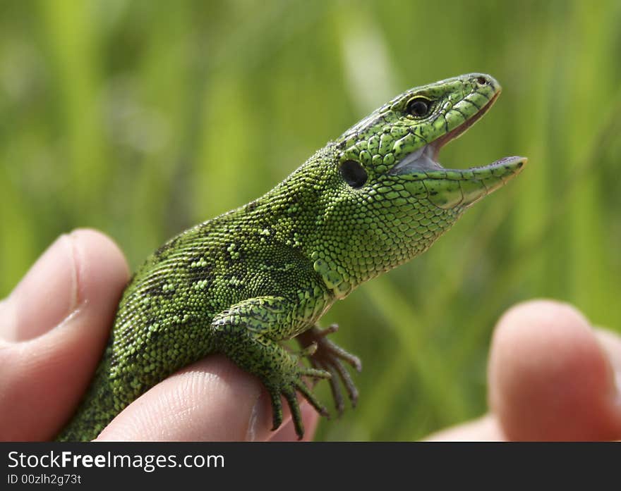 Green izard in man's hand. Green izard in man's hand