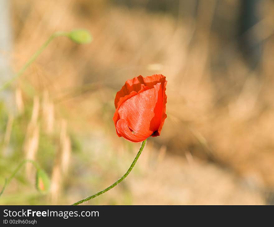 Macro of a red poppy in sunlight