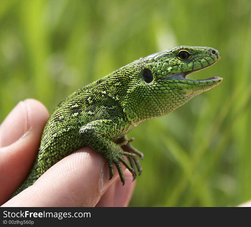 Green izard in man's hand. Green izard in man's hand