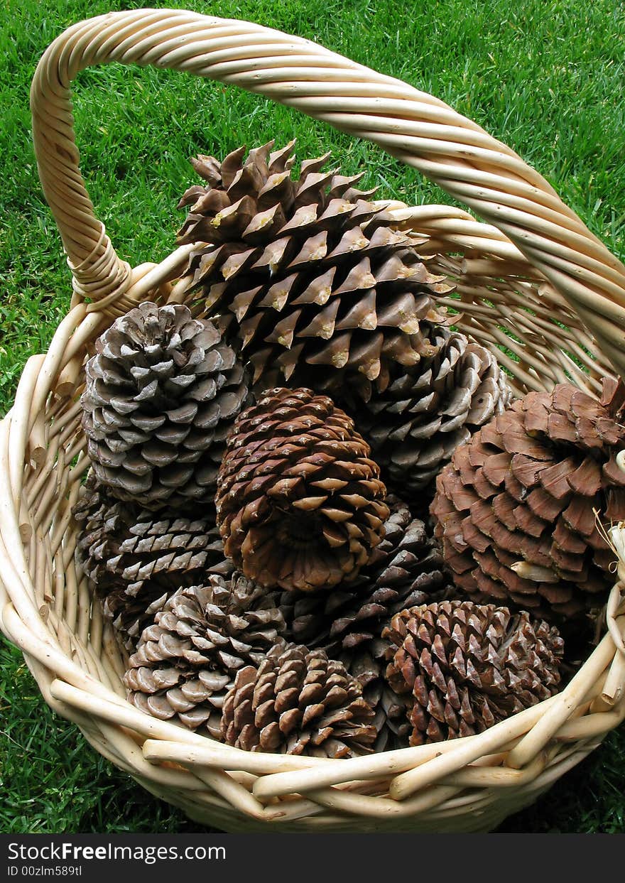 A cane basket full of a variety of femal conifer cones. A cane basket full of a variety of femal conifer cones.