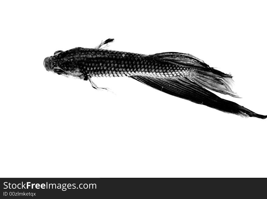 A fish in water suspended showing detail. A fish in water suspended showing detail