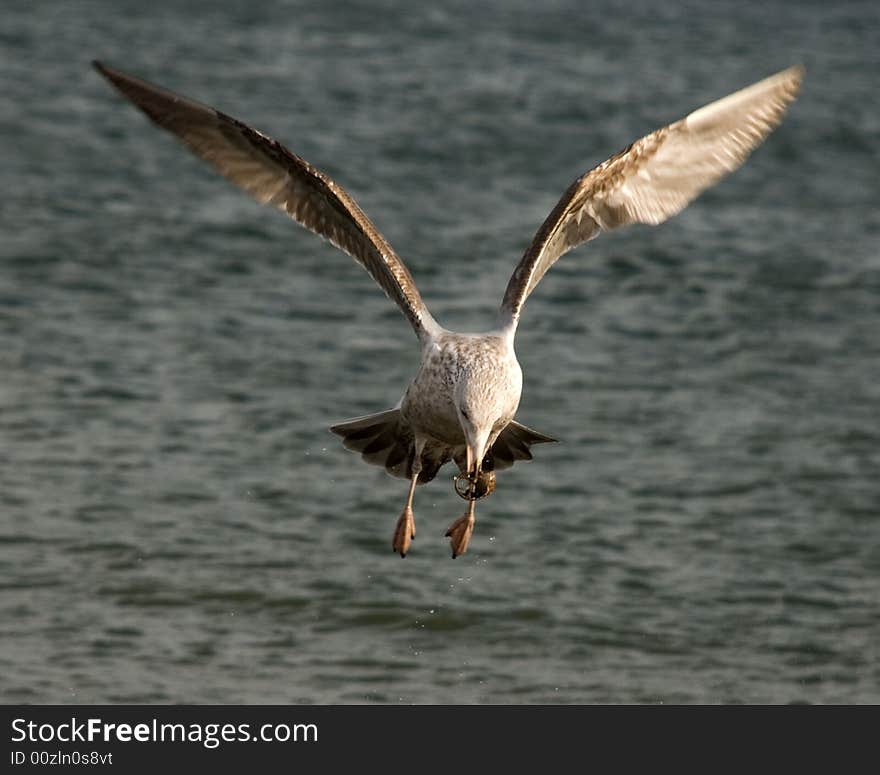 Gull above an ocean holds a cockleshell in hir bill. Gull above an ocean holds a cockleshell in hir bill