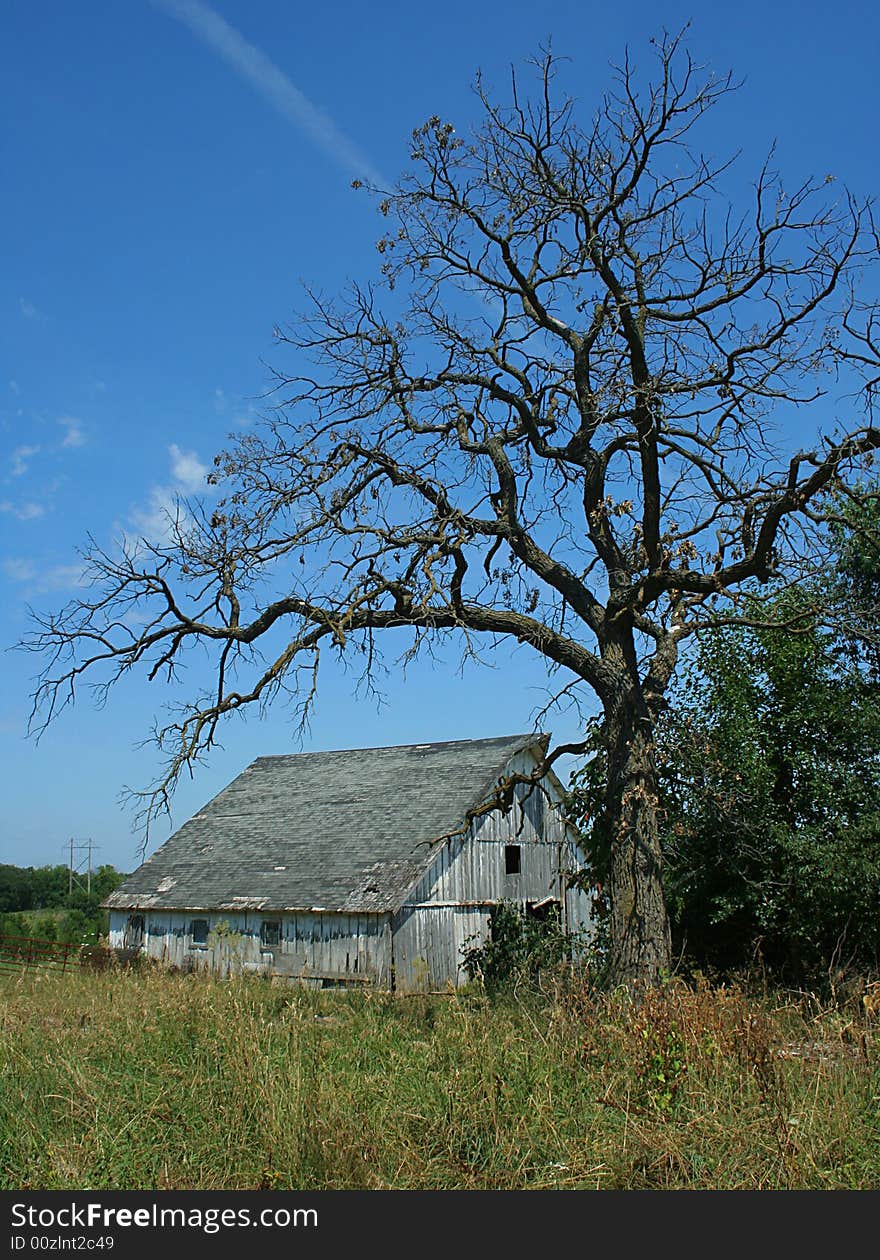 Old spooky barn next to a dead tree. Old spooky barn next to a dead tree