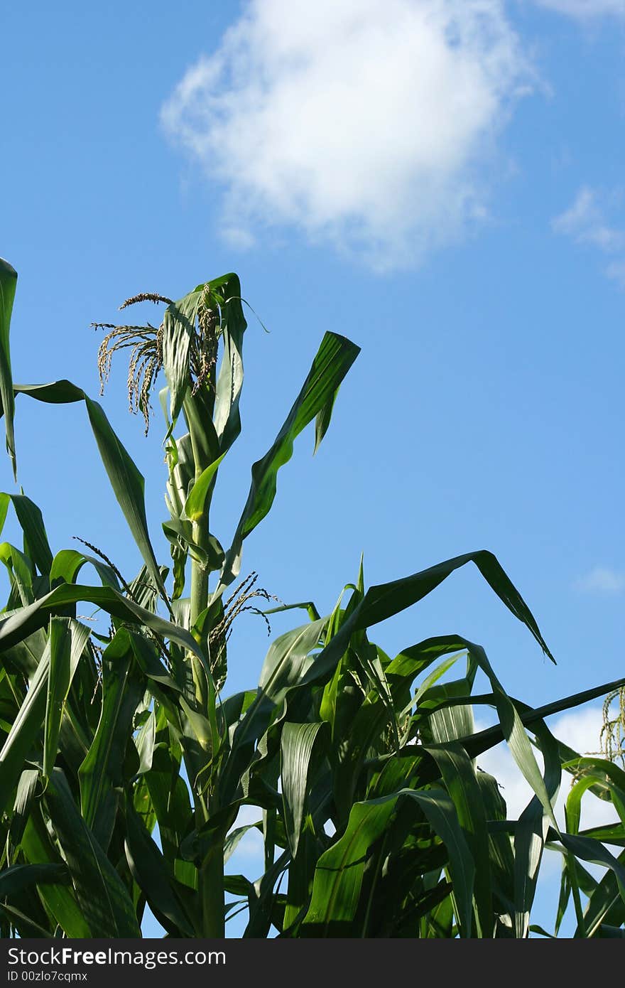 Tall Corn Stalks Against Blue Sky. Tall Corn Stalks Against Blue Sky