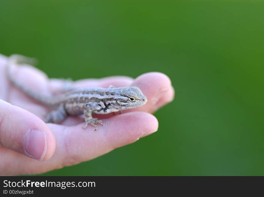 Child Holding a Lizard