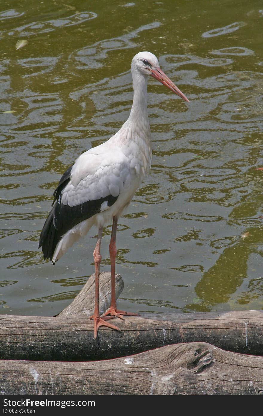 Stork