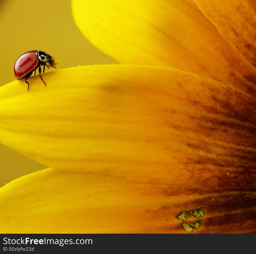 Ladybug And Petals