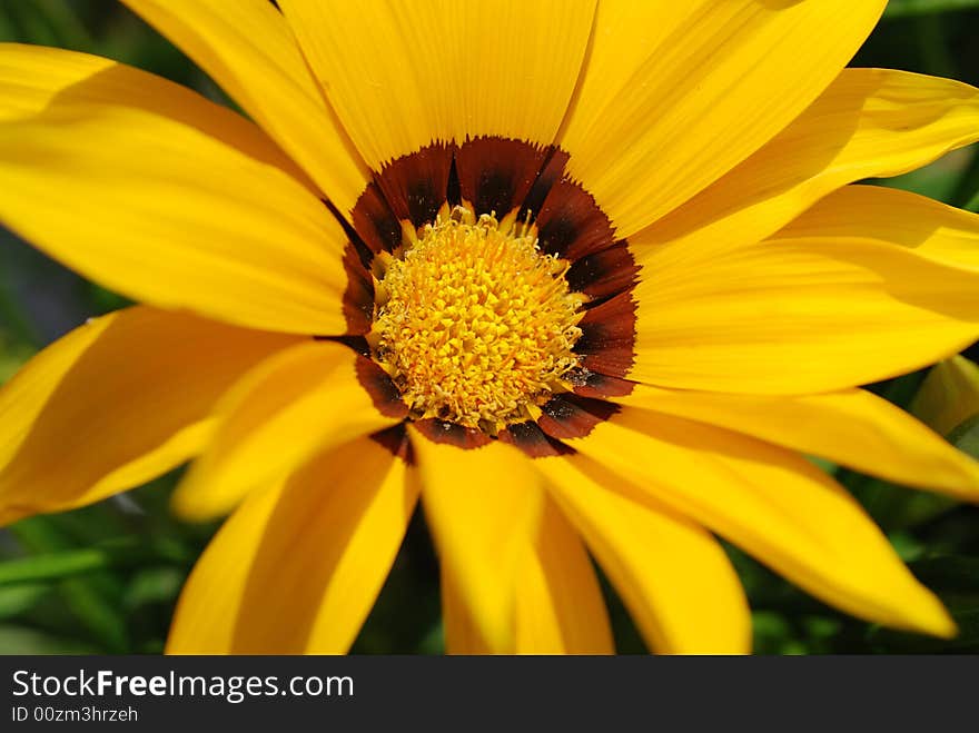 Margheritas and Gerberas in my garden. Margheritas and Gerberas in my garden