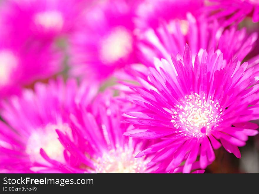 Margheritas and Gerberas in my garden. Margheritas and Gerberas in my garden