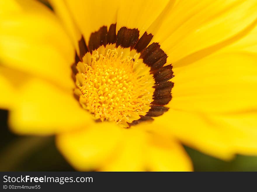 Margheritas and Gerberas in my garden. Margheritas and Gerberas in my garden