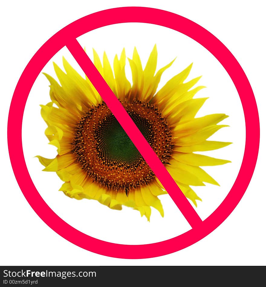 Sunflower with a forbiden Frame