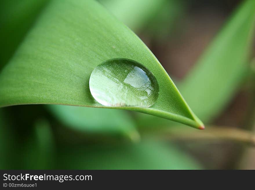 Water drop on a leaf. Water drop on a leaf