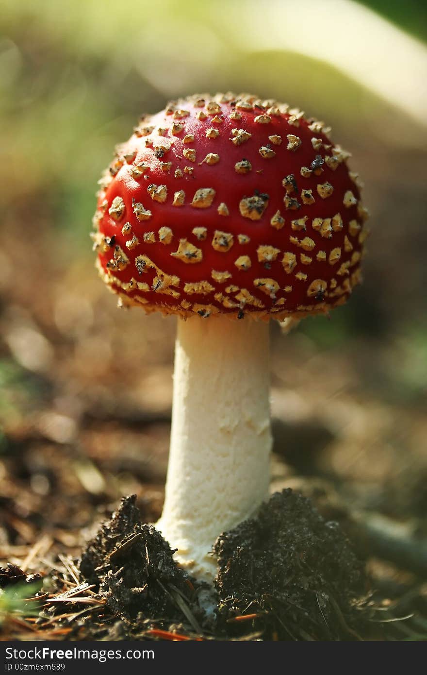 Mushroom on a forest floor. Mushroom on a forest floor