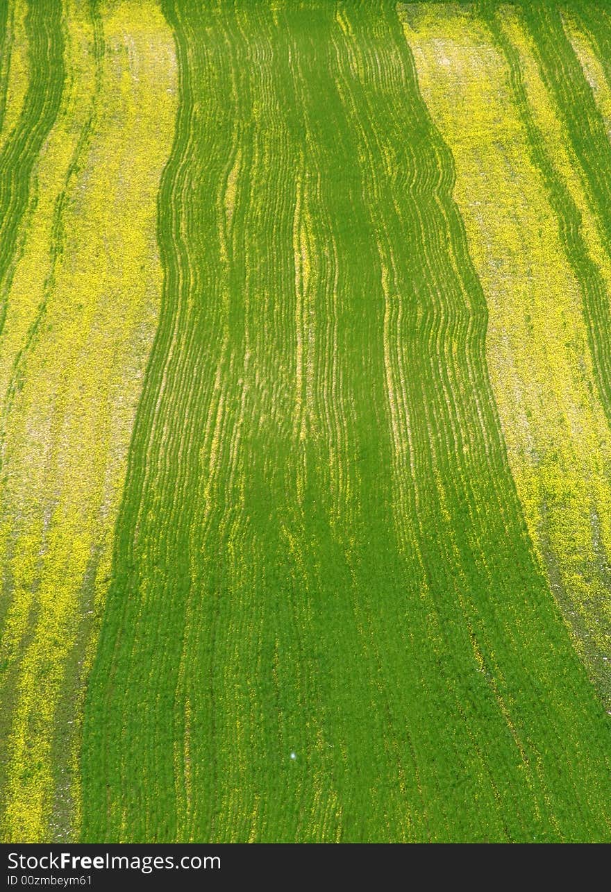 Field captured near Castelluccio di Norcia - Umbria - Italy. Field captured near Castelluccio di Norcia - Umbria - Italy