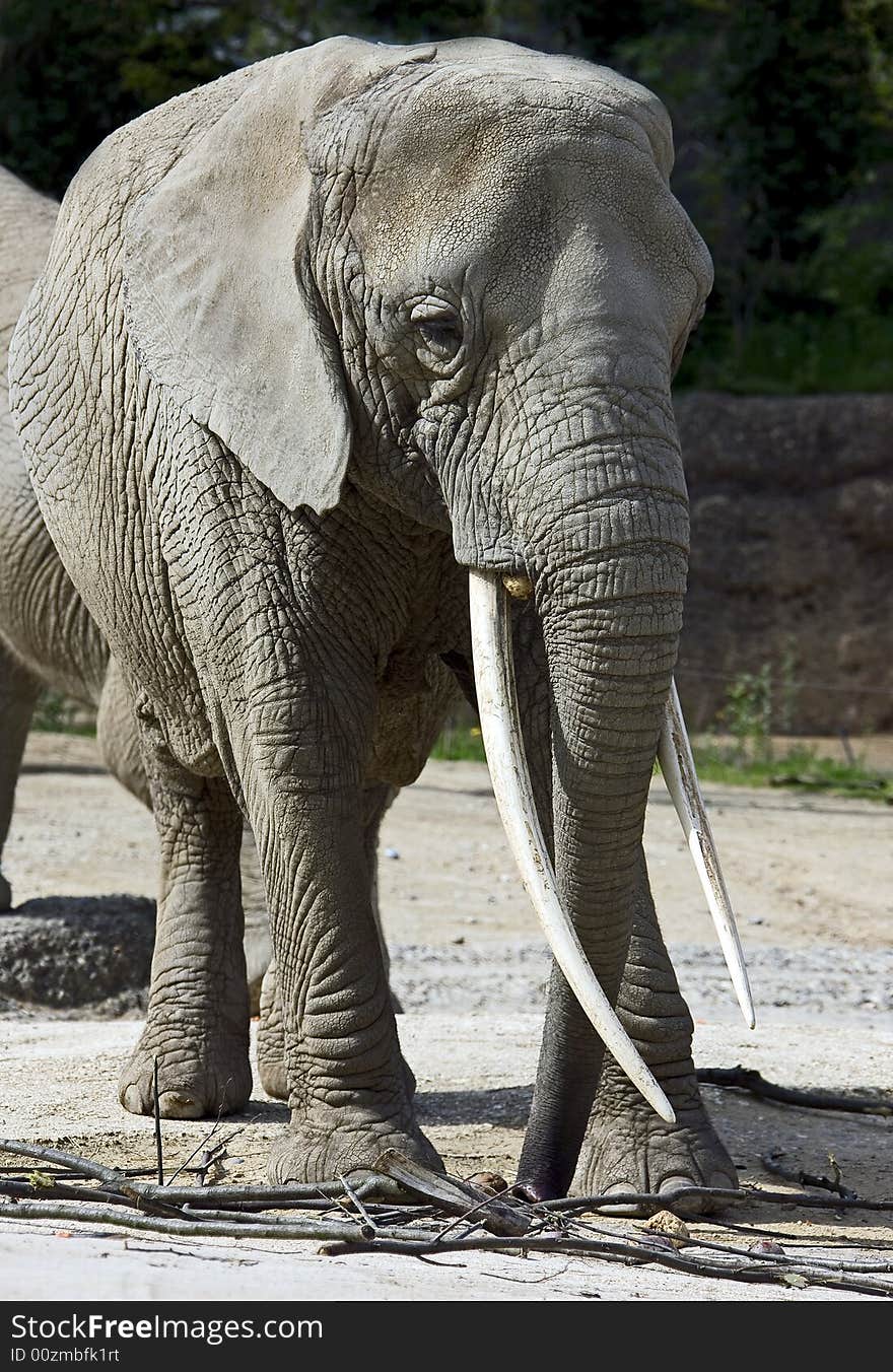 Portrait of nice african elephant. Portrait of nice african elephant