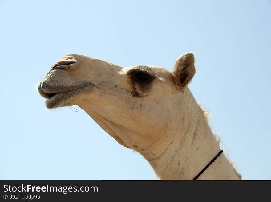 Camel close up (Camel market near Riyadh, Saudi Arabia)