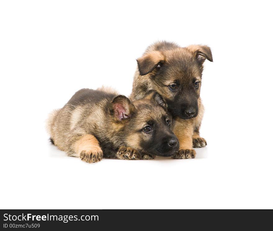 Two sweet Germany sheep-dog puppies