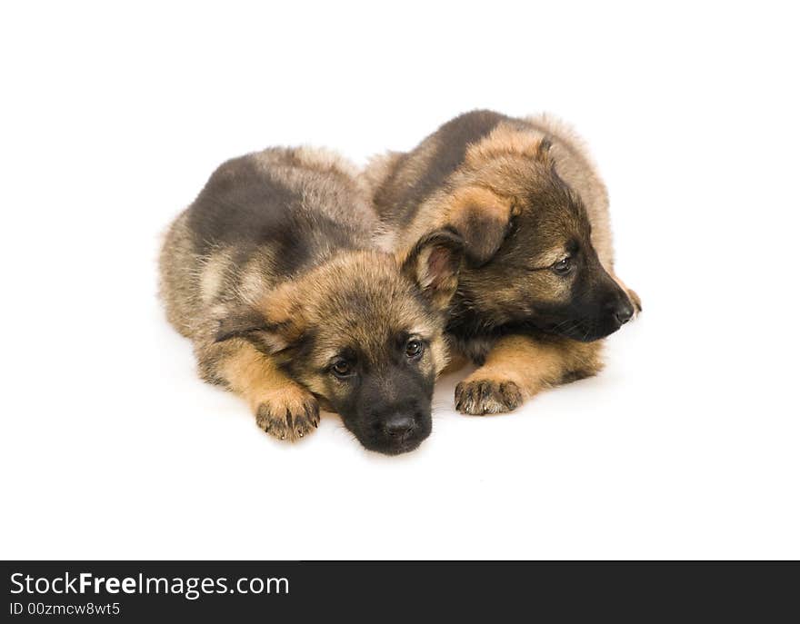 Two sweet Germany sheep-dog puppies