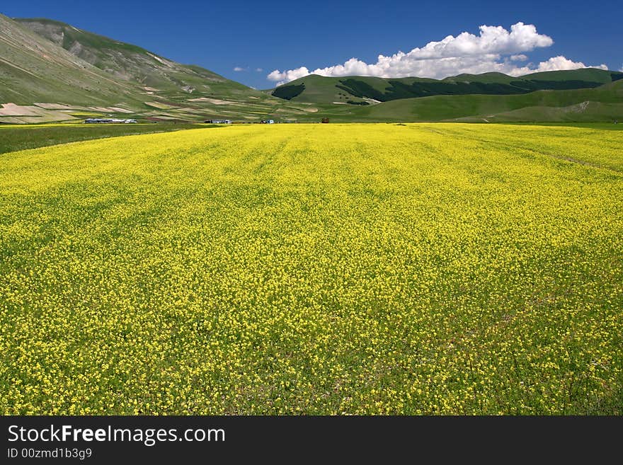 Yelow field captured near Castelluccio di Norcia - Umbria - Italy. Yelow field captured near Castelluccio di Norcia - Umbria - Italy