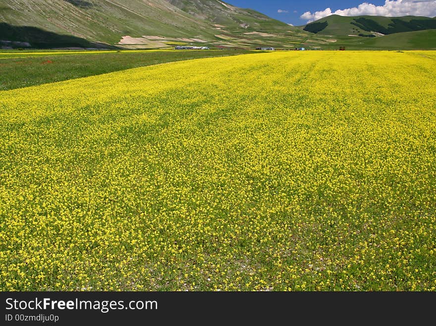 Yelow field captured near Castelluccio di Norcia - Umbria - Italy. Yelow field captured near Castelluccio di Norcia - Umbria - Italy