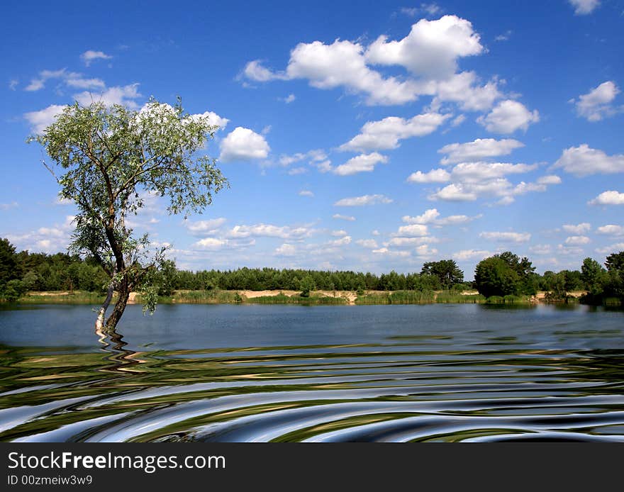 Lake scene with tree