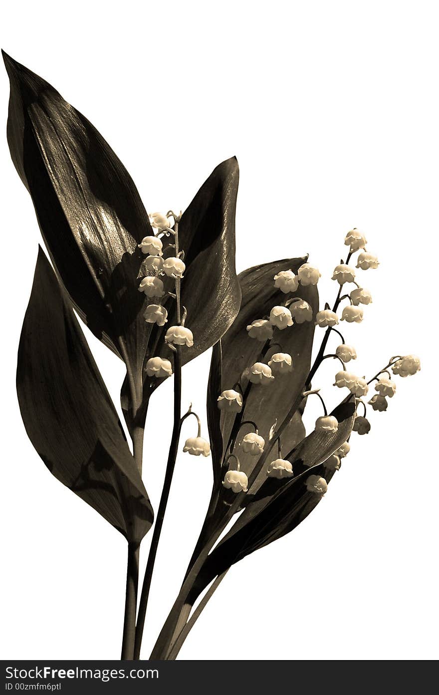 Sepia tone image of lily of the valley flowers isolated on white background. Sepia tone image of lily of the valley flowers isolated on white background.