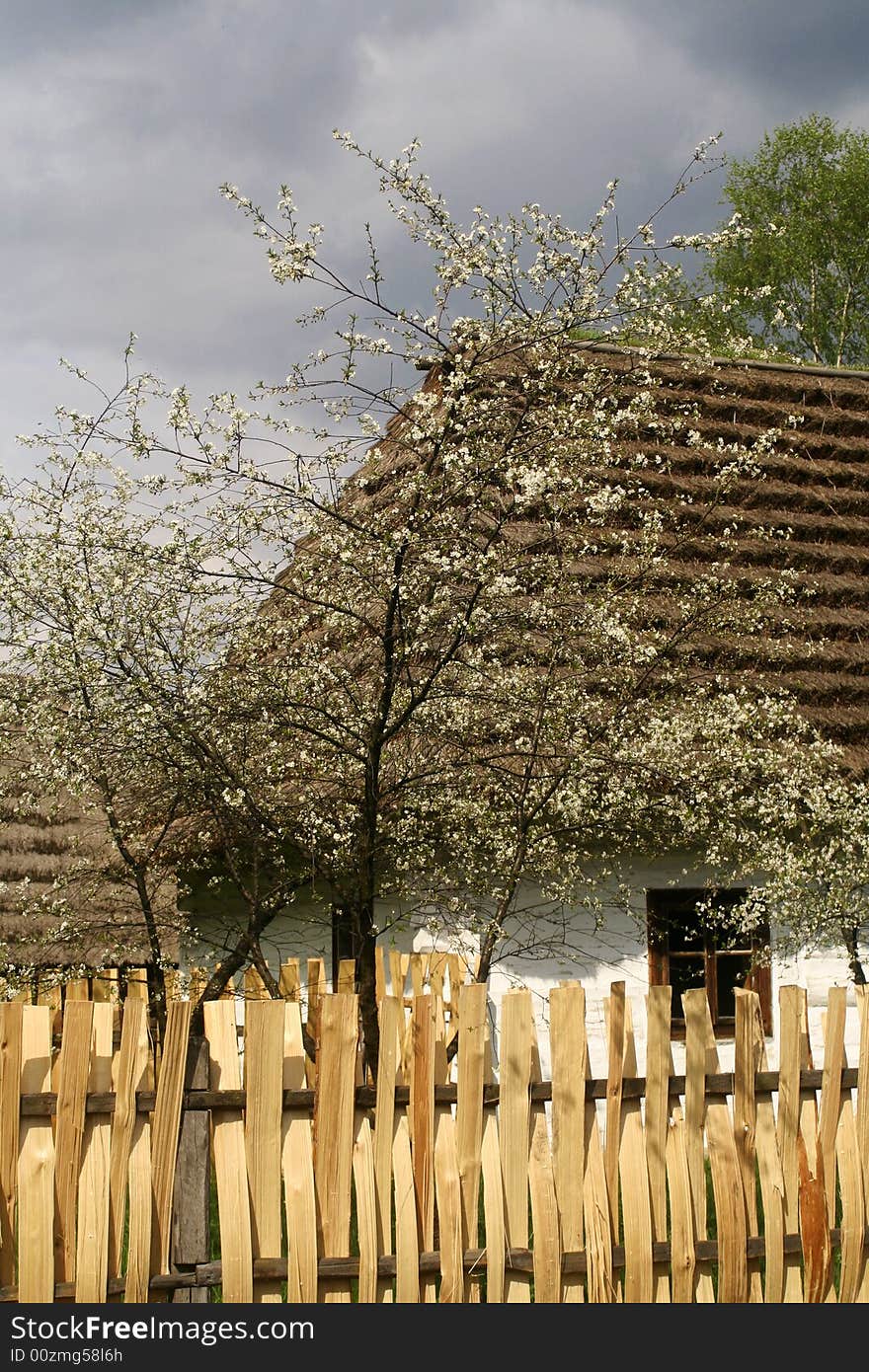 Old, wooden cabin in blossom at the countryside. Old, wooden cabin in blossom at the countryside