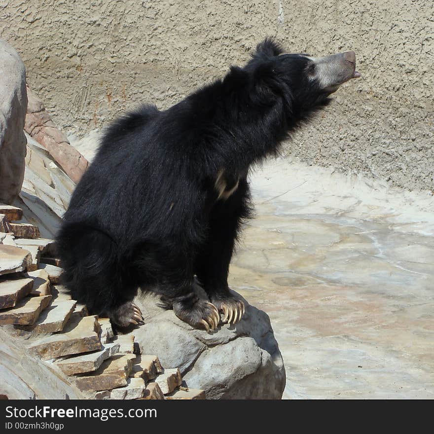 Bear Melursus ursinus on a background of a rock