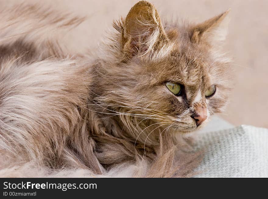 A cat in a farm of beijing