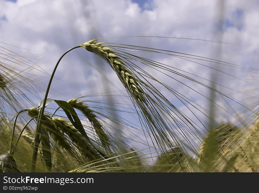 A wheat in summer day