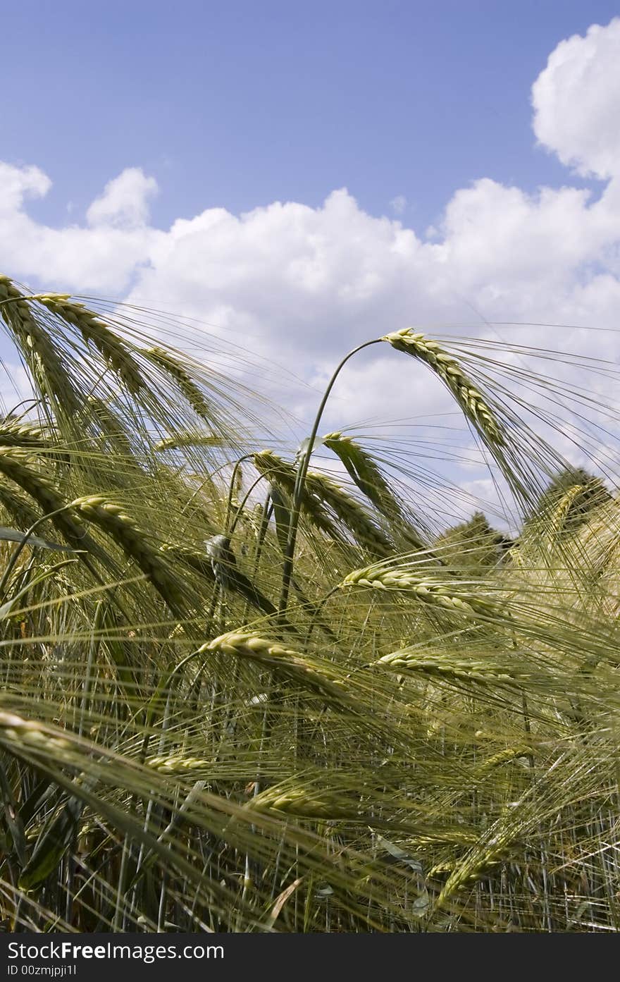 A wheat in summer day