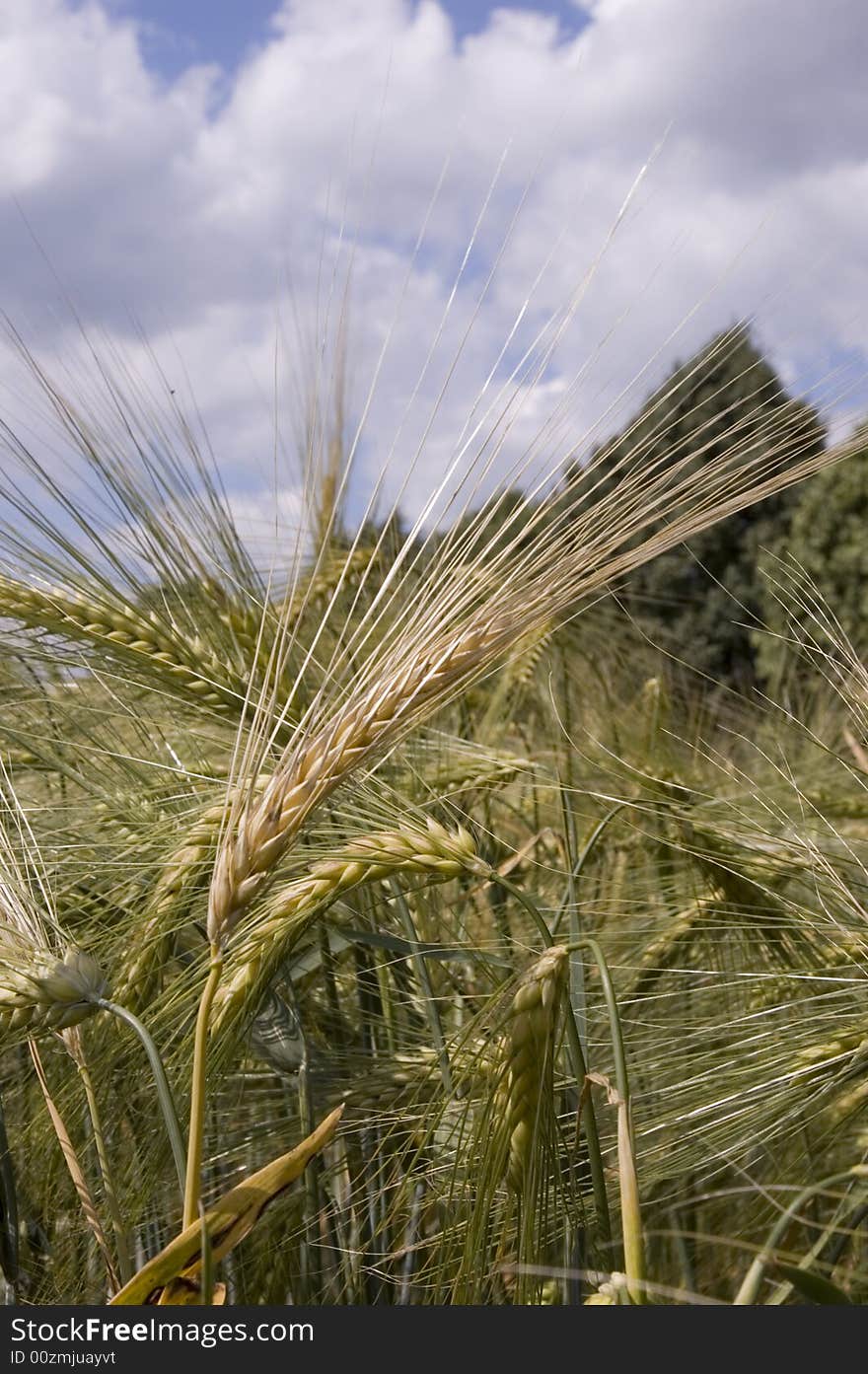 A wheat in summer day