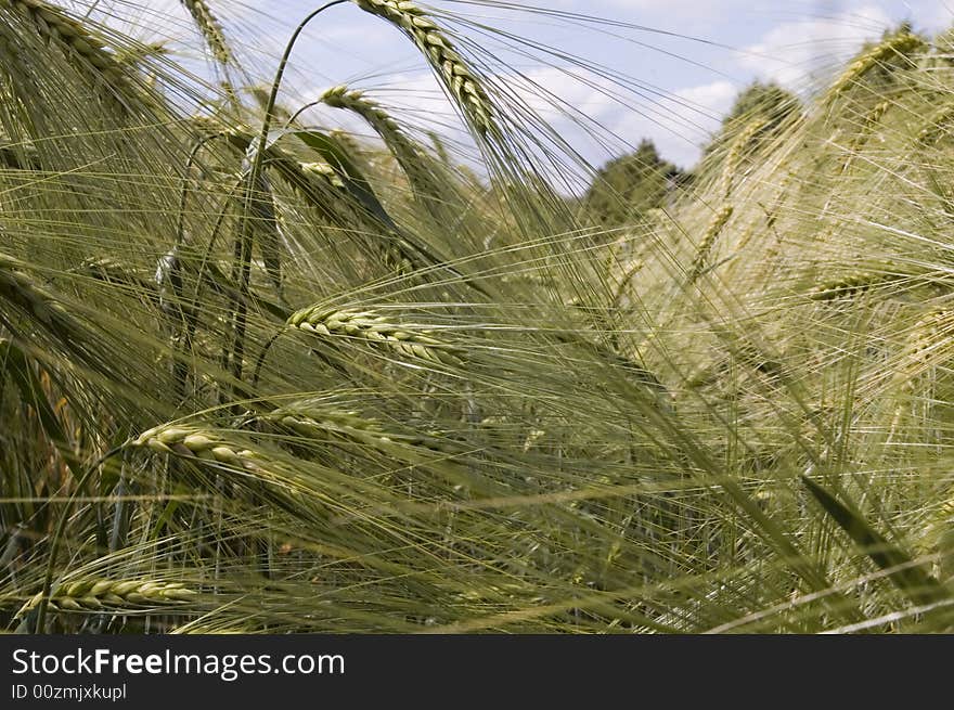 A wheat in summer day