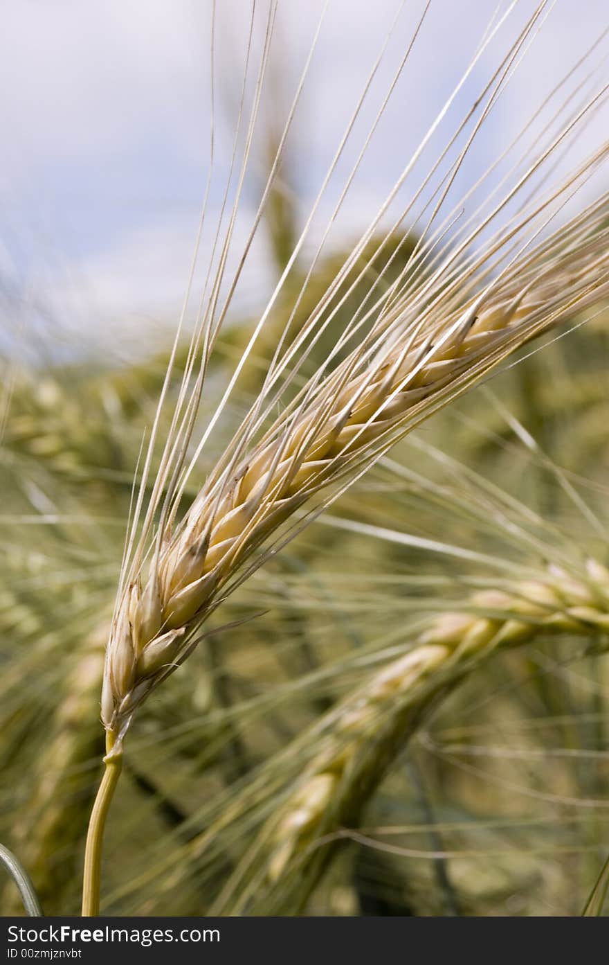 A wheat in summer day