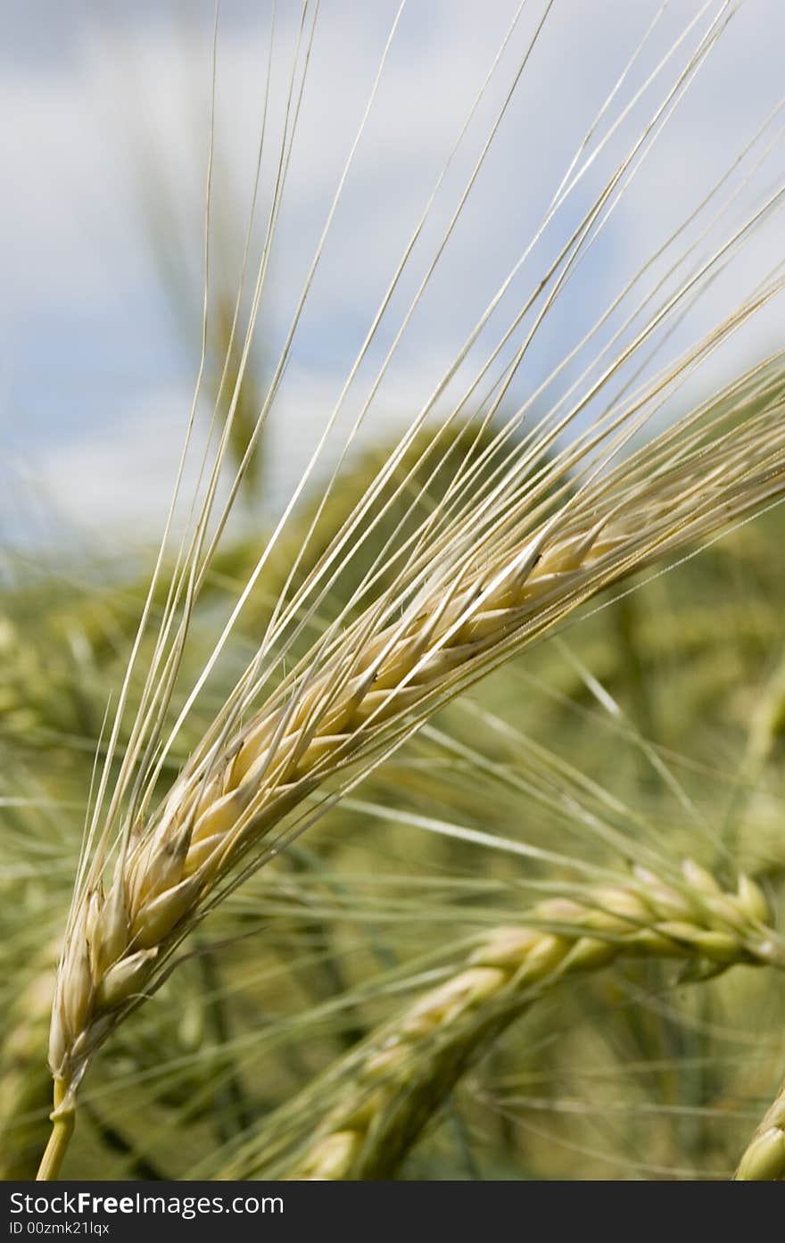 A wheat in summer day